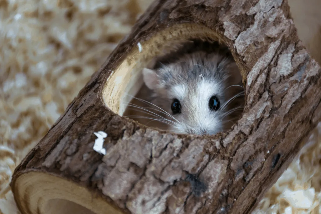 Roborovski hamster hiding