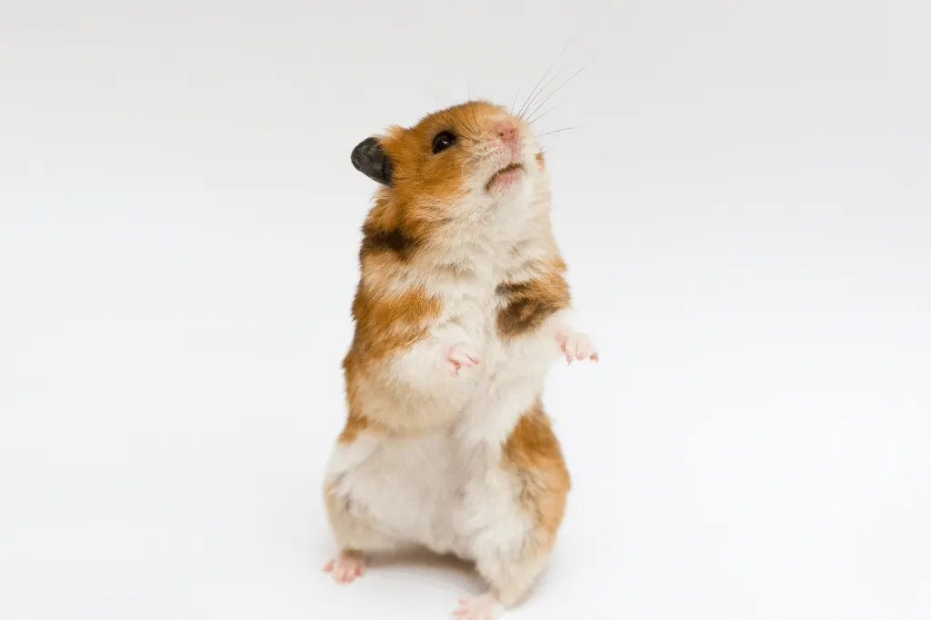Hamster species: characteristics and advice
