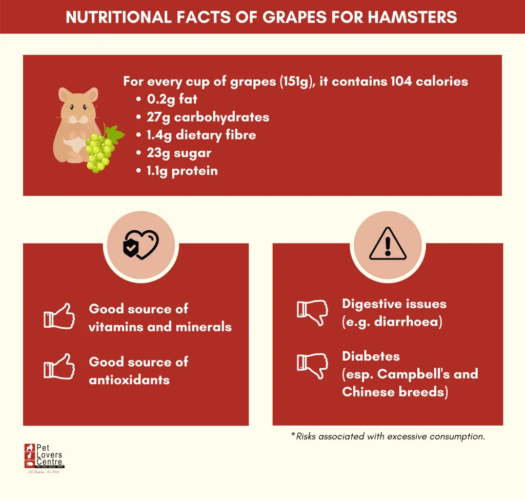 Can hamster 2024 have grapes