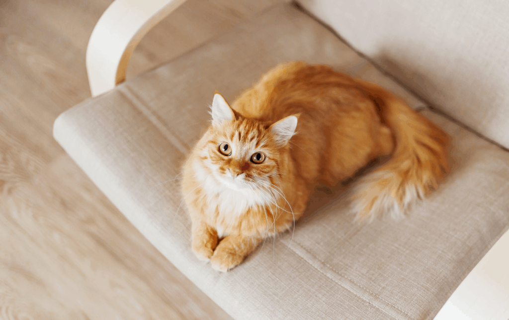 Yellow cat resting on sofa