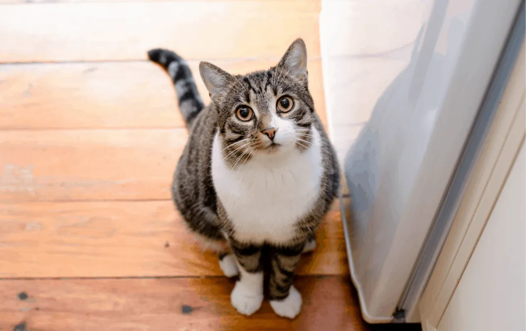 Why Do Cats Wag Their Tails: Reasons & Expert Tips [+ FAQs]