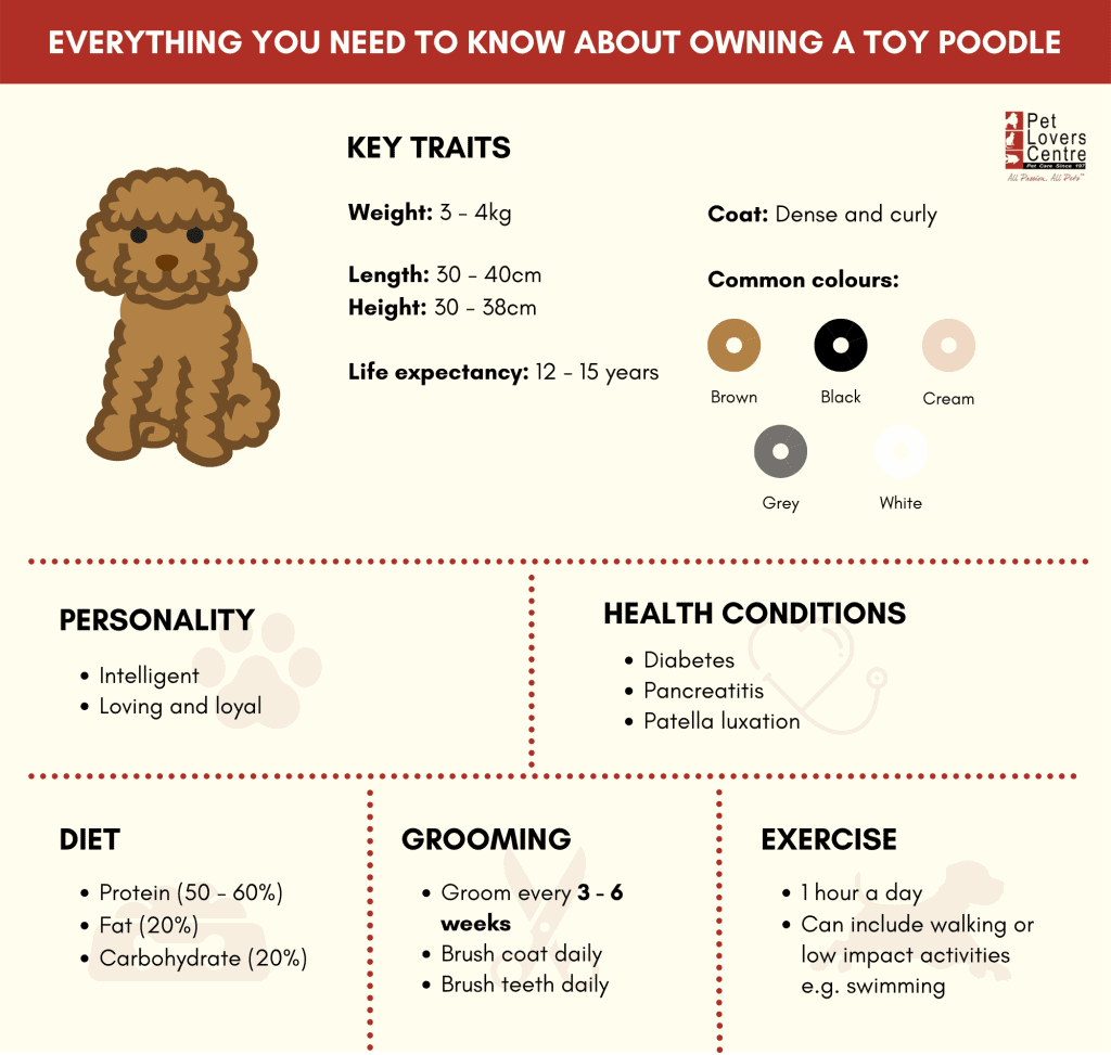 how often does a toy poodle eat