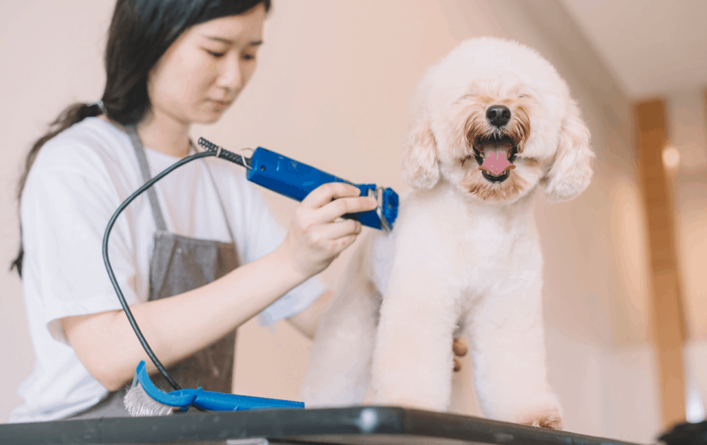 Pet grooming ořezávání toy poodle kožich