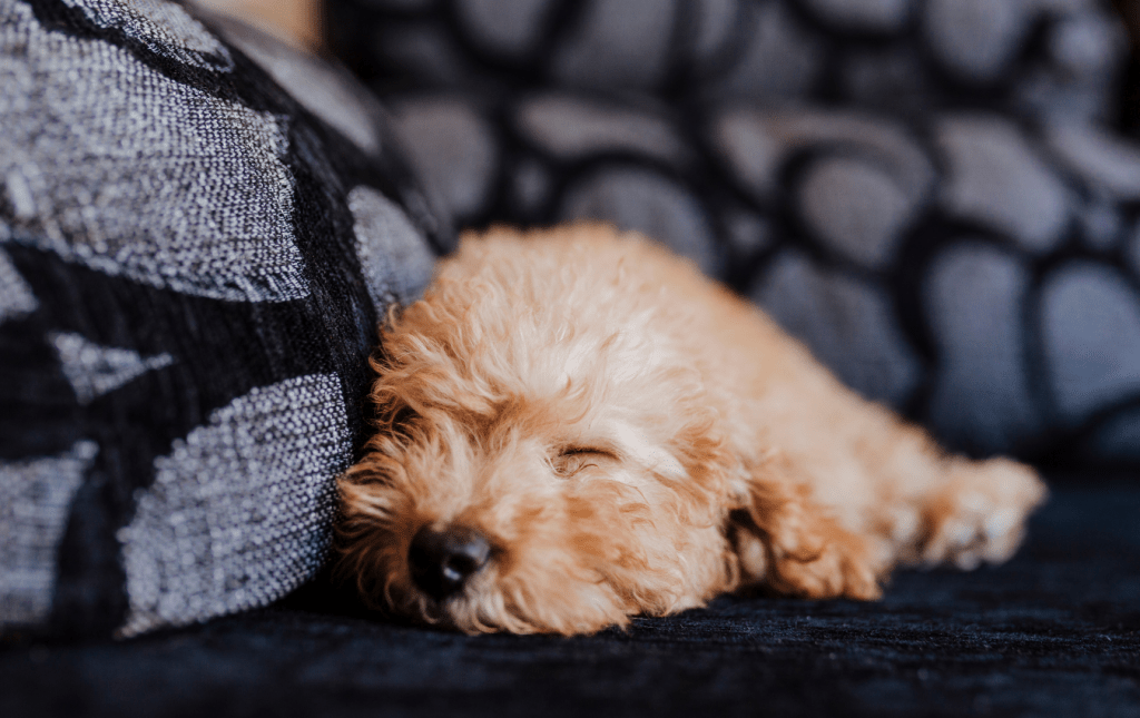  Caniche jouet dormant sur un canapé 