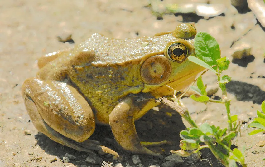 Side view of American Bullfrog
