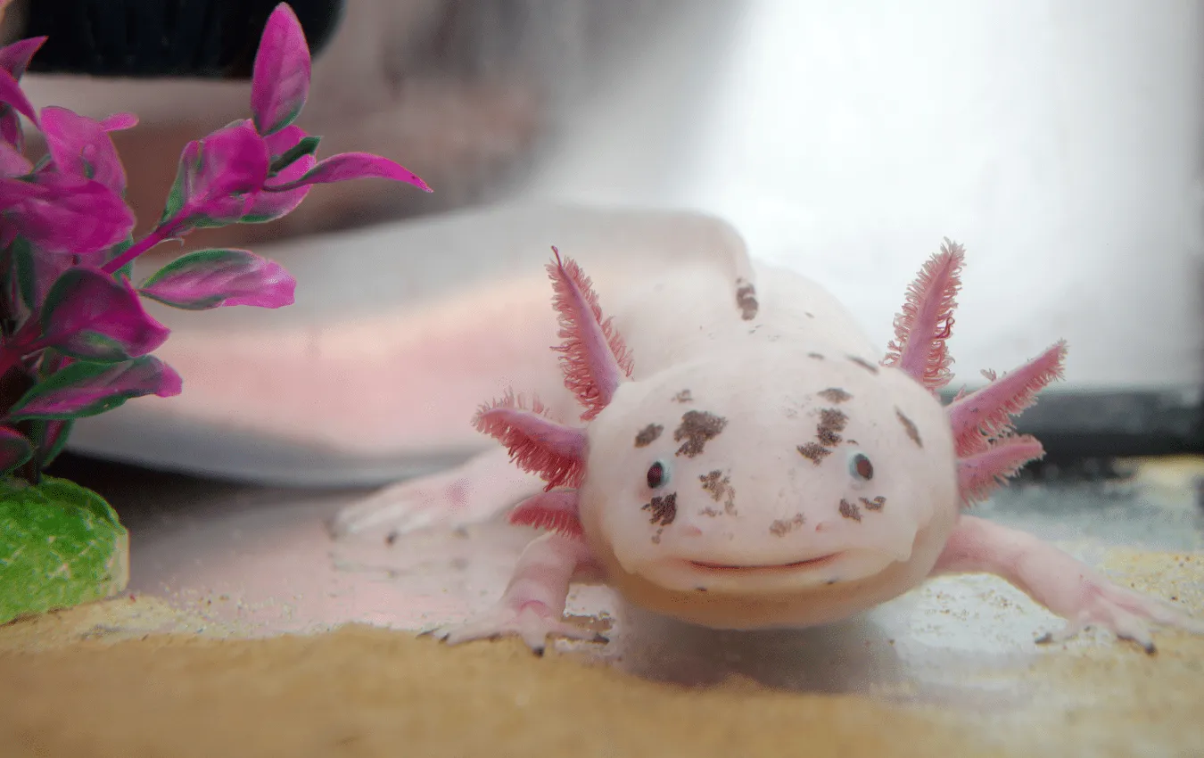 Front view of Axolotl