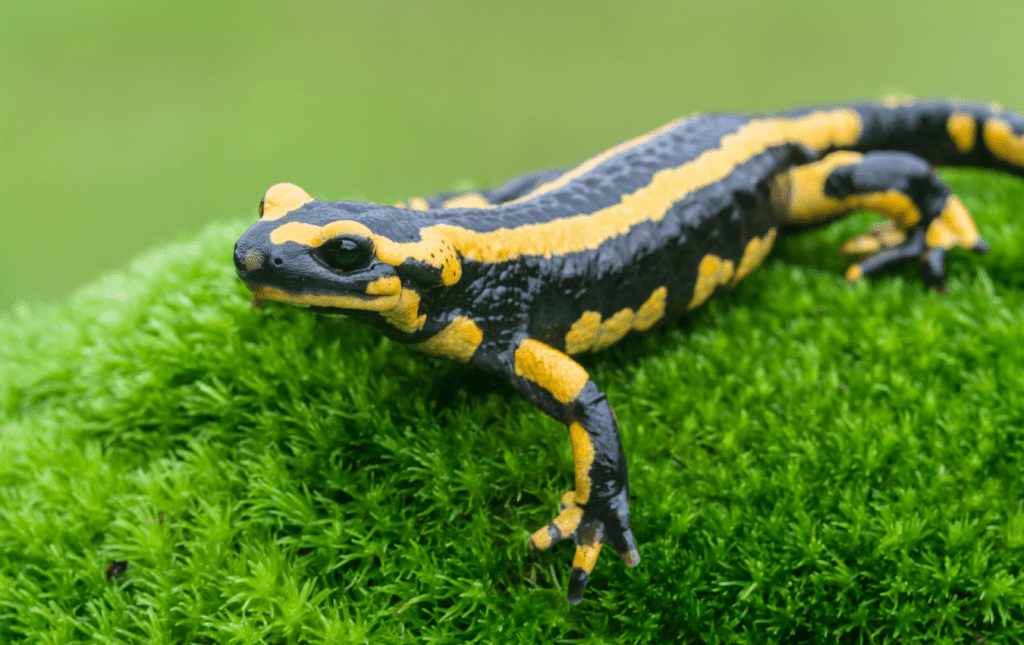 Black and yellow Salamander