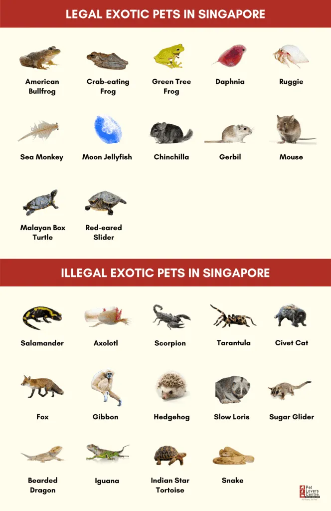 List of legal and illegal exotic pets in Singapore (infographic)