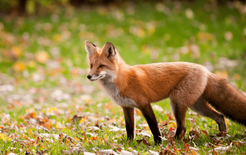 Side view of a fox in a field