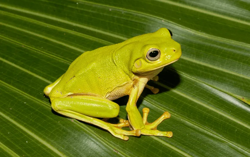 Green Tree Frog on leaf