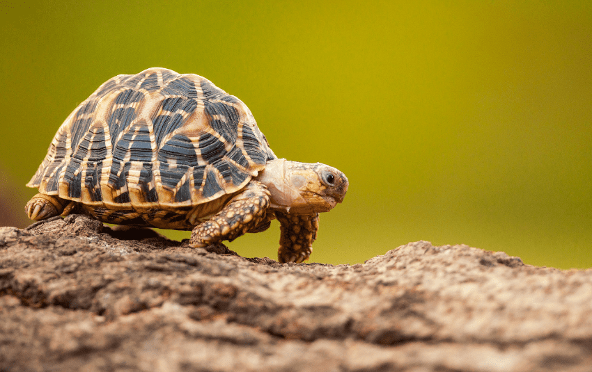 Side view of an Indian Star Tortoise