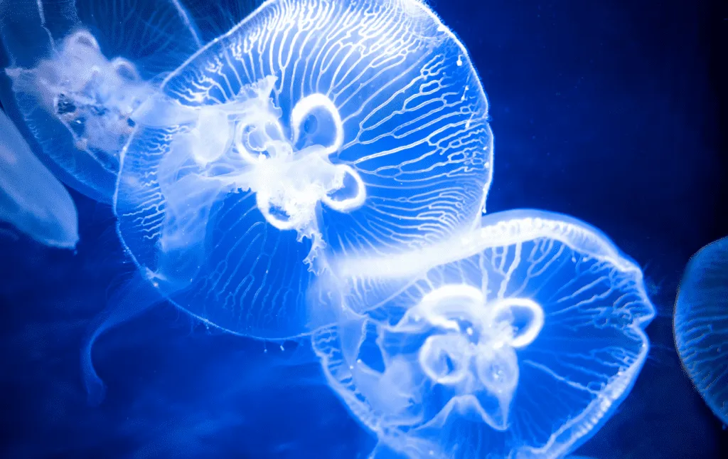 Bottom view of Moon Jellyfish