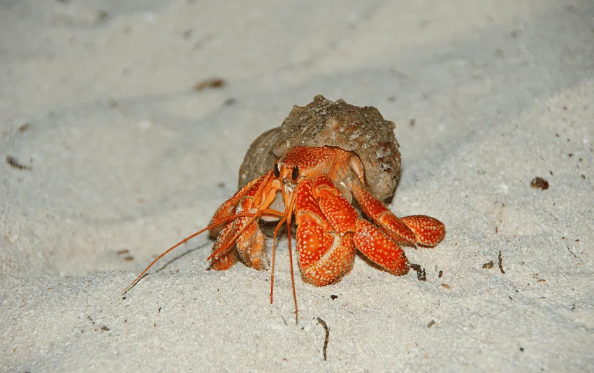 Strawberry hermit crab on fine sand