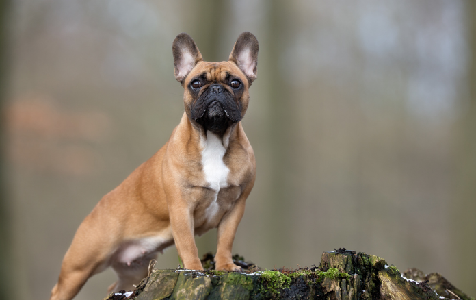 French Bulldog standing on a rock