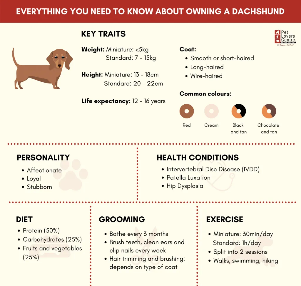 How to care for Dachshunds