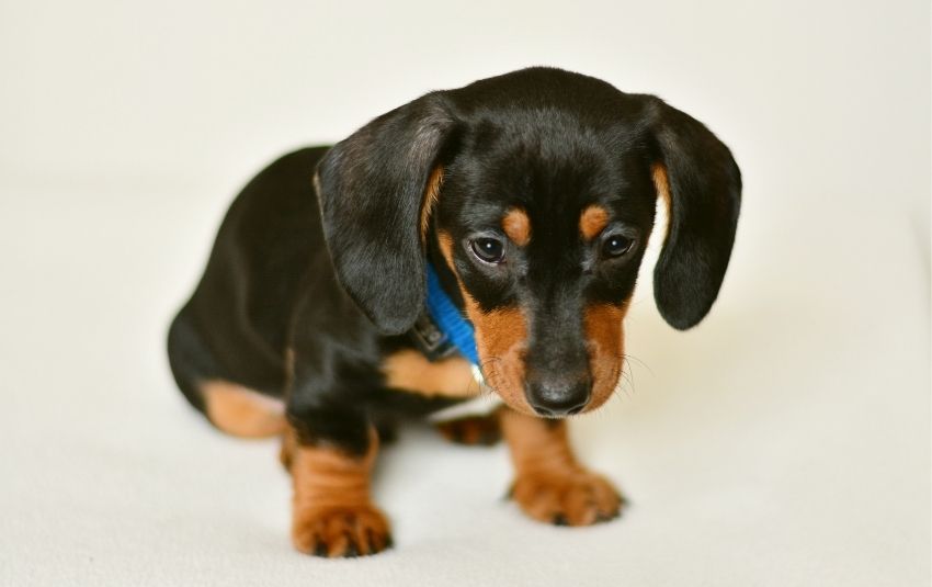 buy sausage dog puppy