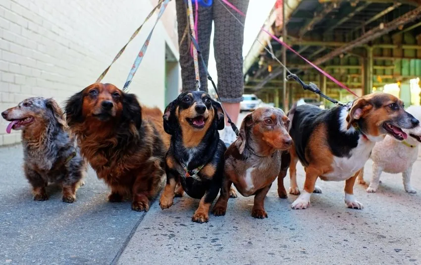 bringing out dachshunds for a walk