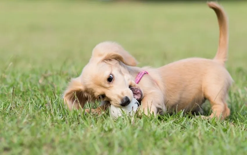 dachshund playing with a ball in the grass
