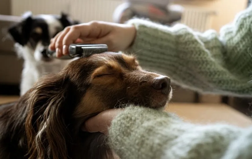 owner grooming a dachshund