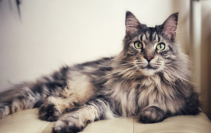 Maine Coon cat lying down
