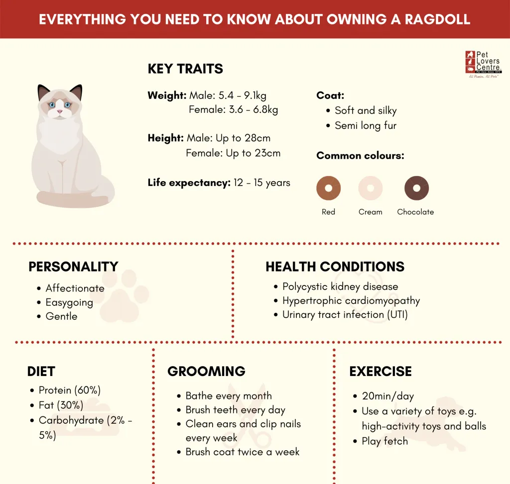 Summary - How to care for Ragdoll cats in Singapore (Infographic)
