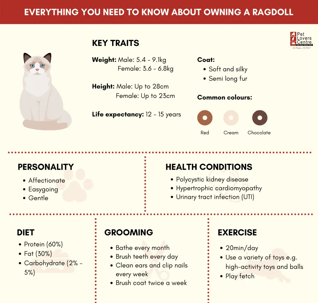 Ragdoll Cat Breed: History, temperament and care of the Ragdoll cats