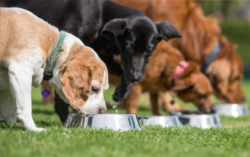 can dogs eat raw chicken breast