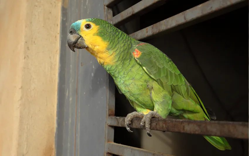 13 Types of Parrots You Can Have As Companions [+ Care Tips]