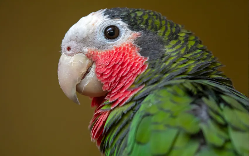 Side view of Amazon parrot with red head feathers