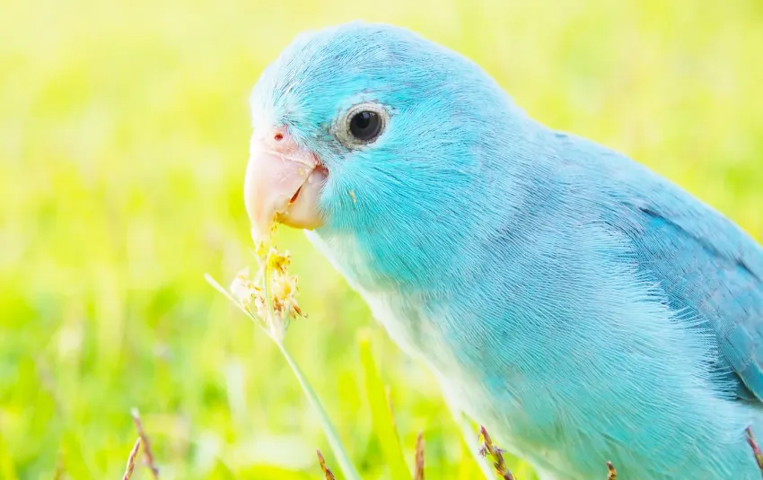 Blue parrotlet biting on flower on field