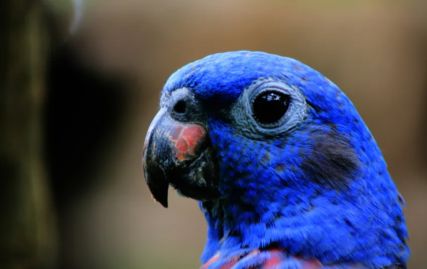 Pionus parrot with vibrant blue head