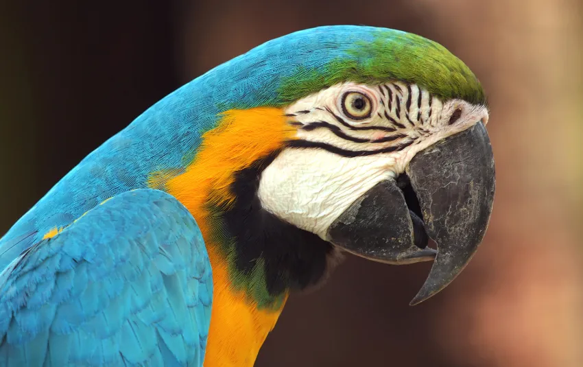 Close up side view of blue, green and gold macaw