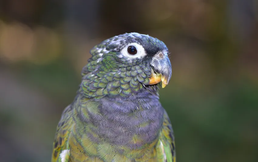 Pionus parrot with blue head and greenish body