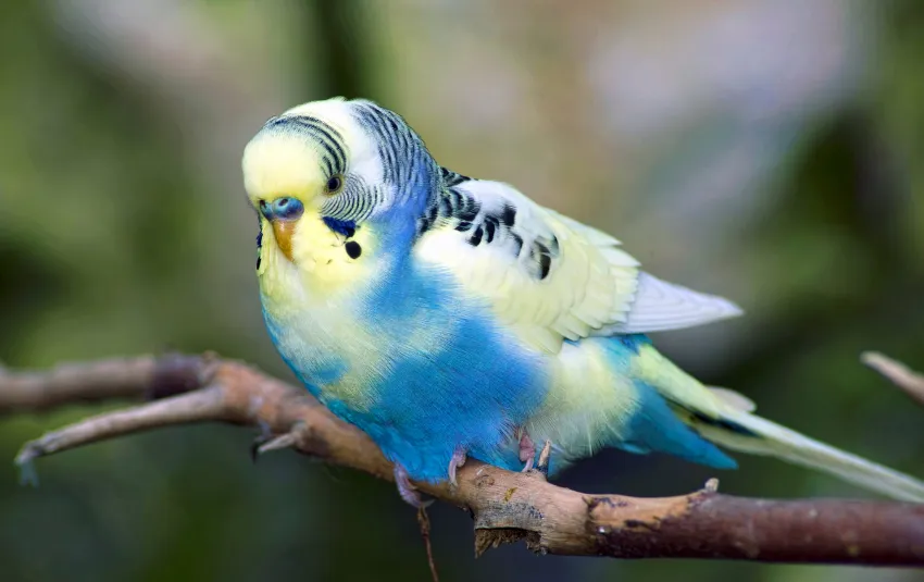 Parakeet with white, yellow and blue feathers
