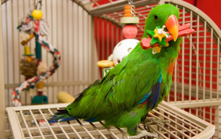 Pet parrot playing with toy in cage