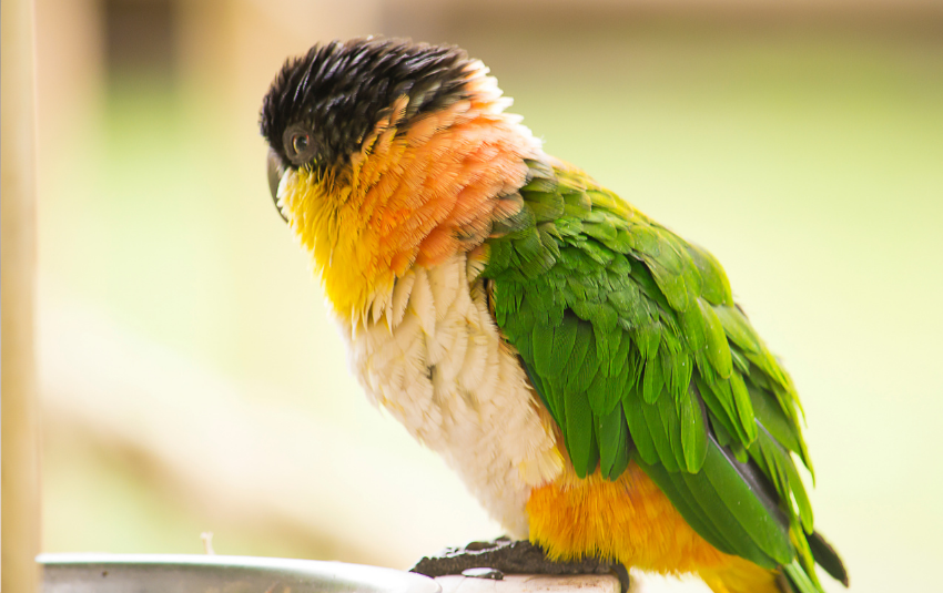 Chubby Caique parrot (side view)