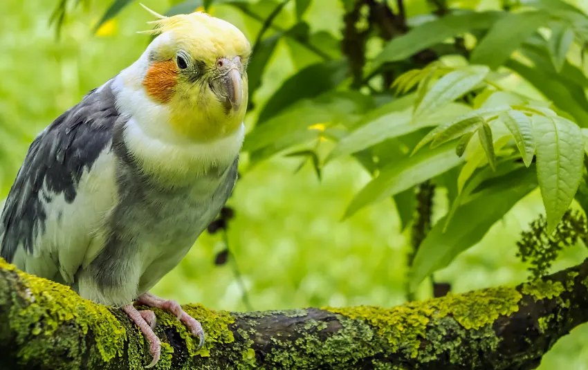 Cockatiel resting on a tree branch in the wild