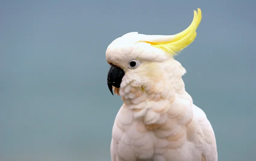 White cockatoo with yellow head crest looking sideways