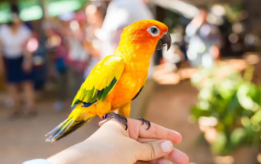 Conure parrot resting on man's hand