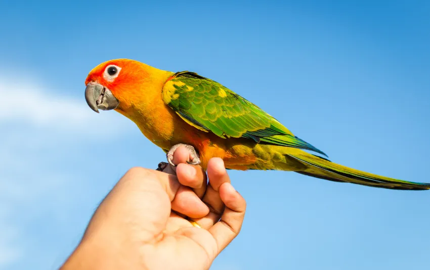 Conure parrot's feet gripping onto man's finger