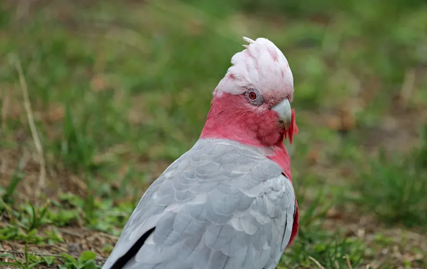 Gray Cockatoo with red and pink head crest