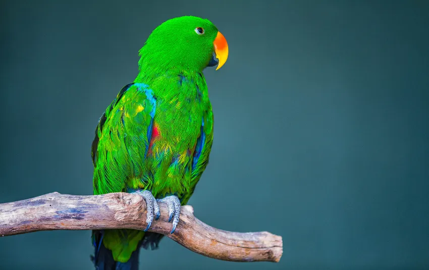 13 Types of Parrots You Can Have As Companions [+ Care Tips]