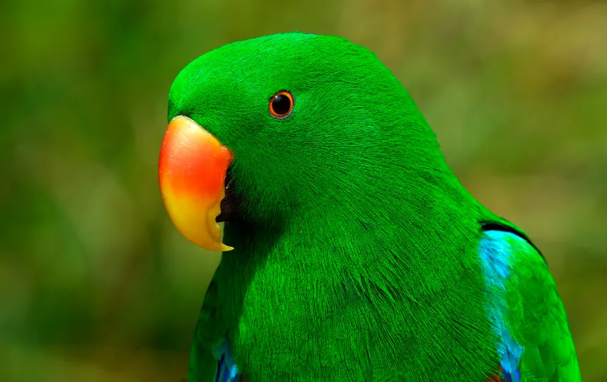 Close up image of green Eclectus parrot