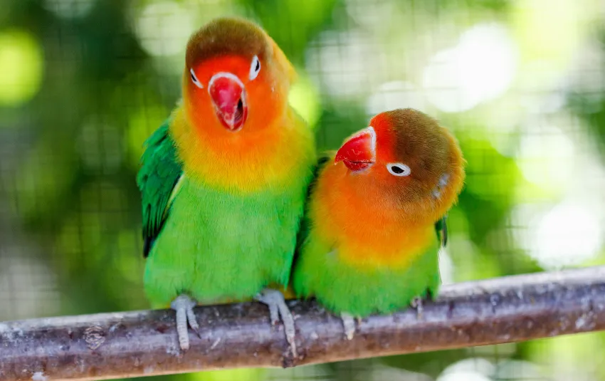 Orange and green lovebirds sitting beside on a metal grille
