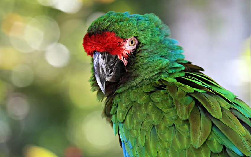 Green Macaw with red face