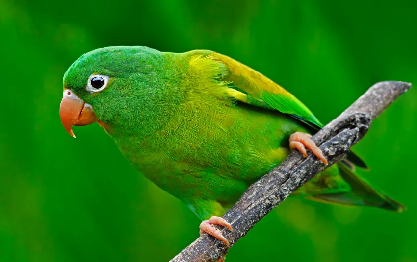 9 Top Green Parrots to Keep as Pets