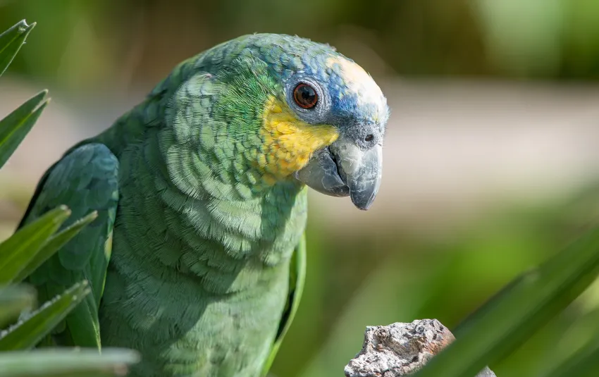 Green Parakeet with blue and yellow head feathers