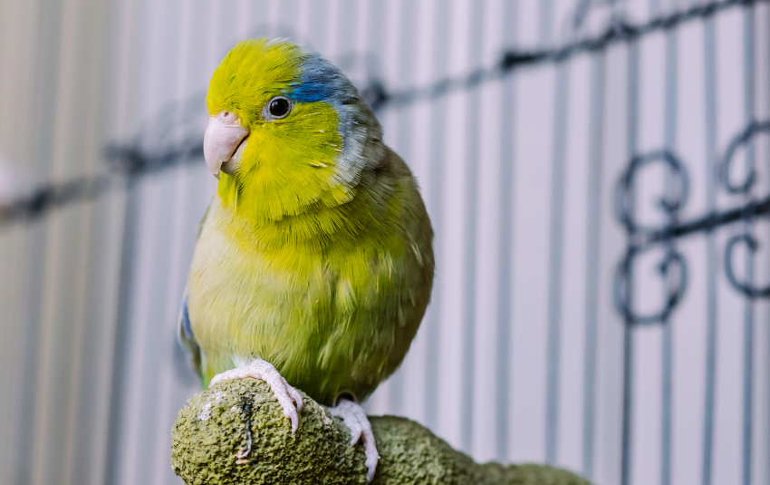 Yellow Parrotlet with green and blue feathers in a cage
