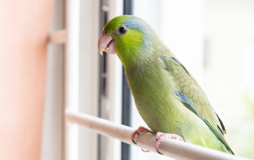 Green and blue feathered Parrotlet sitting on window grille