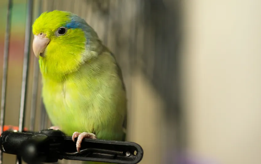Green and yellow Parrotlet sitting in cage
